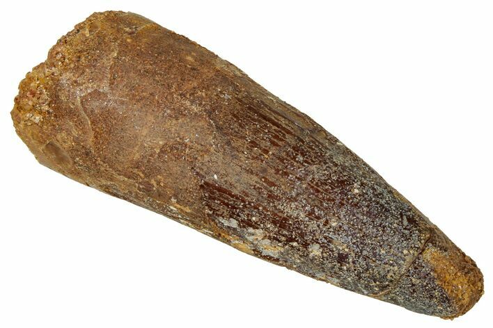 Fossil Spinosaurus Tooth - Real Dinosaur Tooth #329629